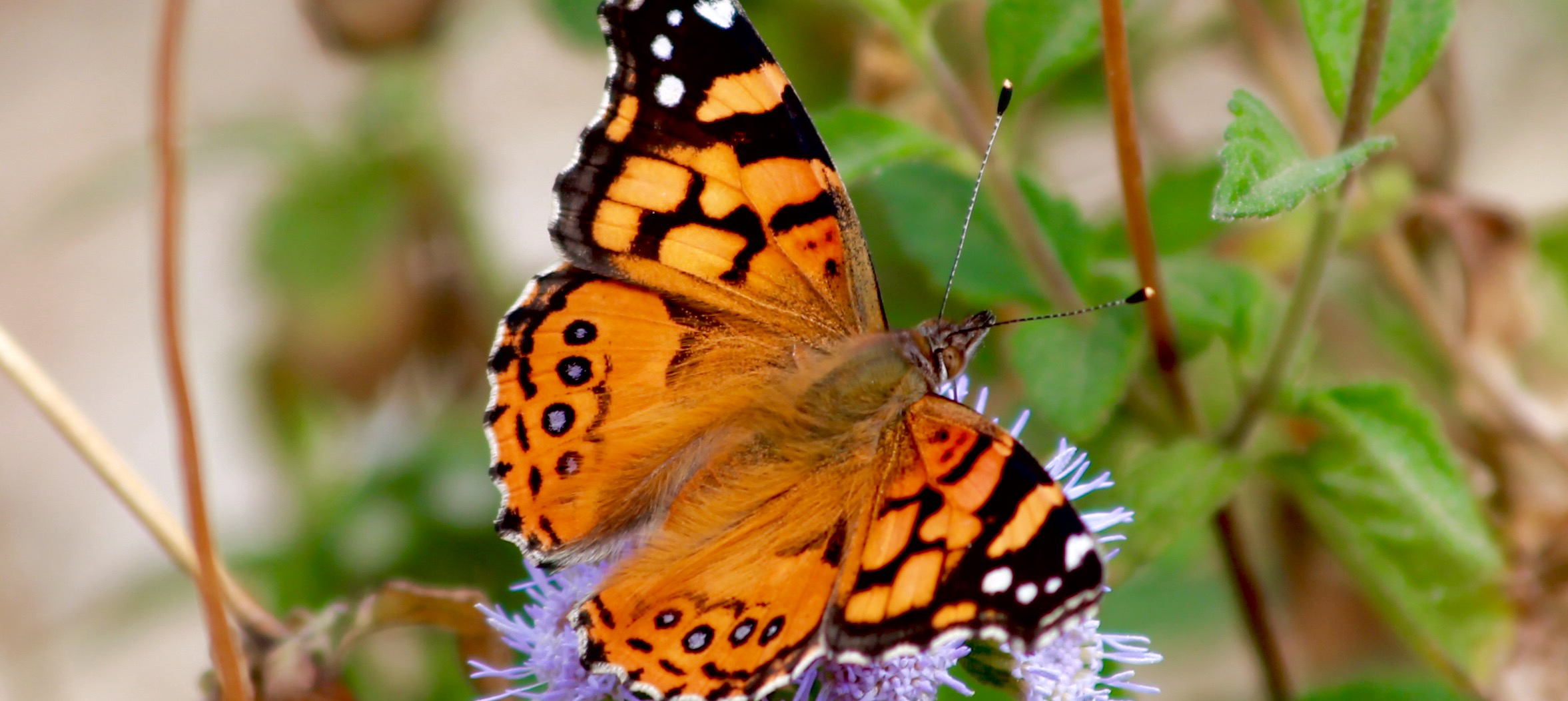 Butterfly Project